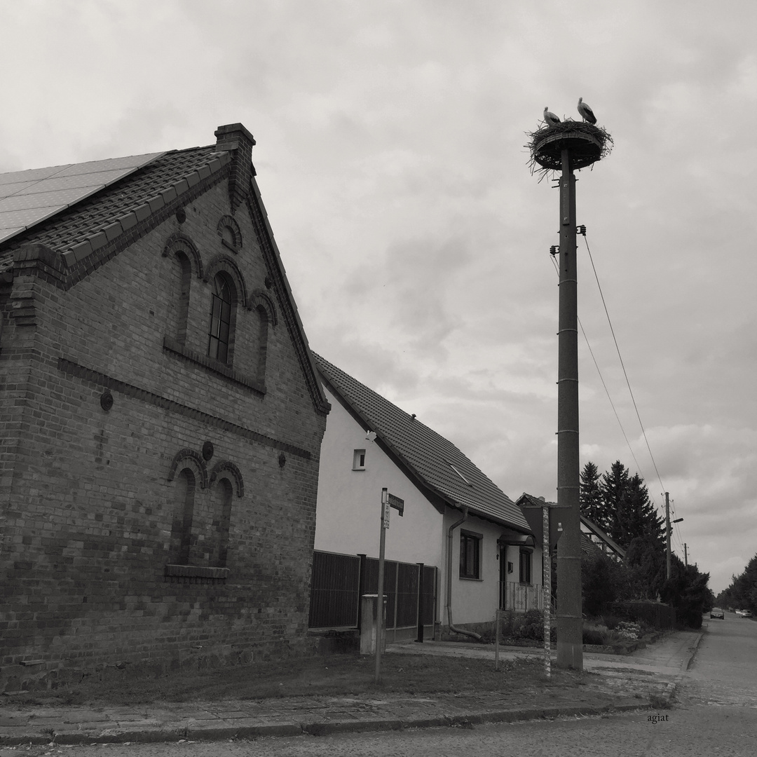 störche im oderbruch