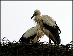 Störche im Regen