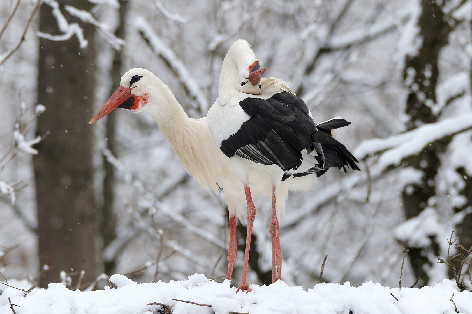 Störche im Schnee