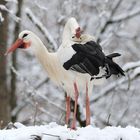 Störche im Schnee