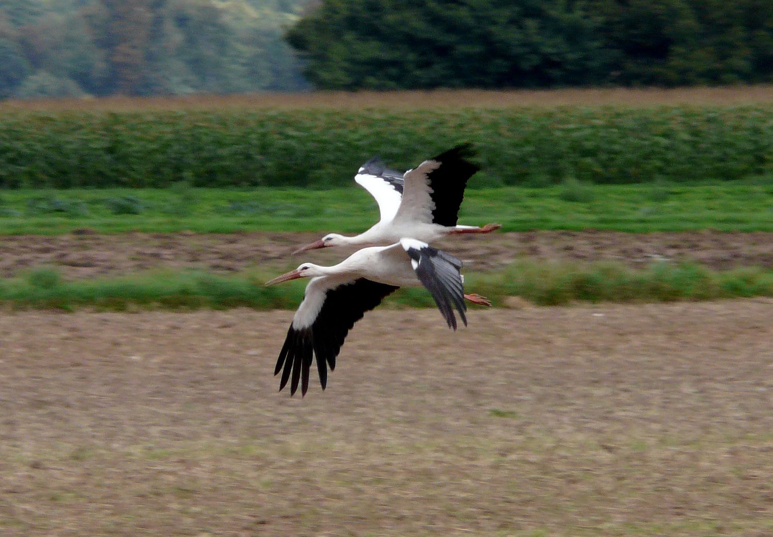 Störche im Sinkflug