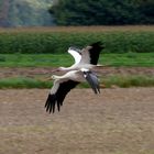 Störche im Sinkflug