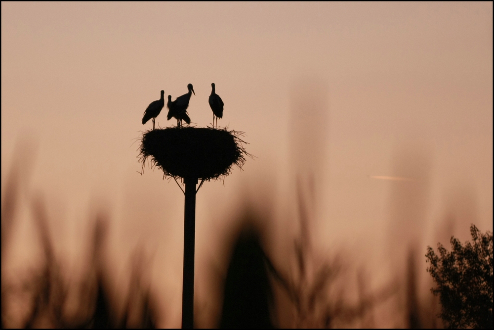 Störche im Sonnenaufgang