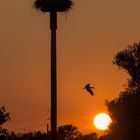 Störche im Sonnenuntergang