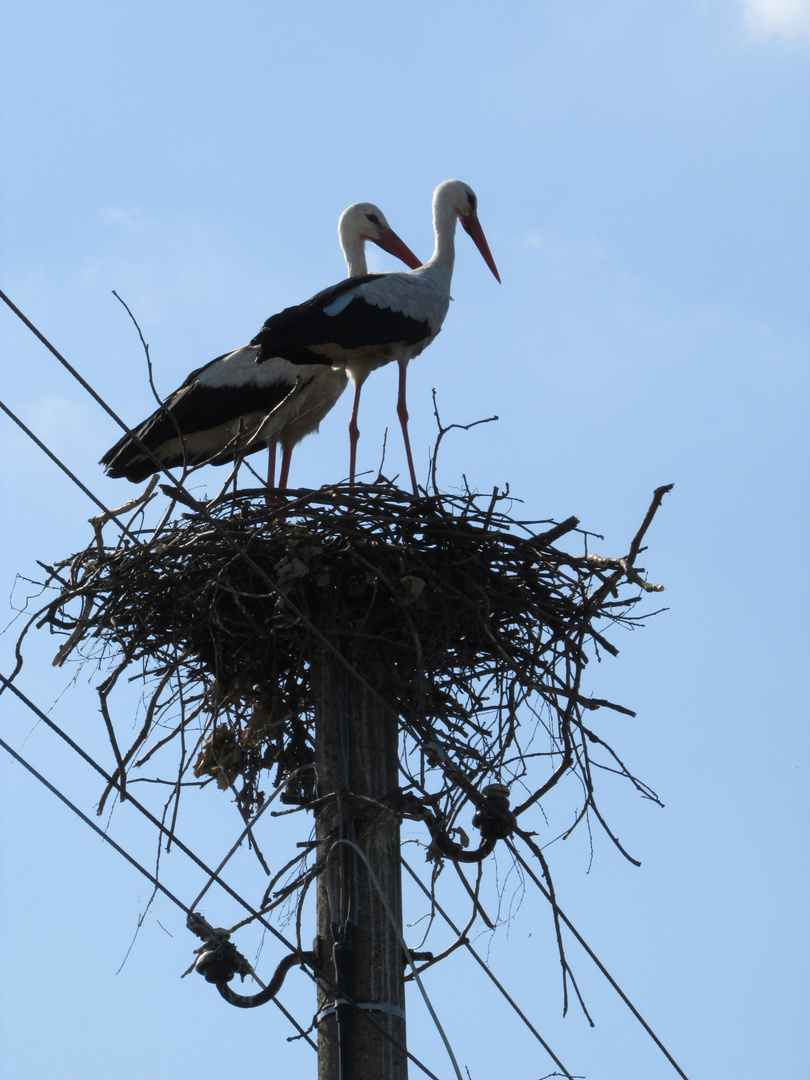 Störche im Spreewald