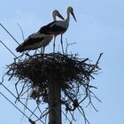 Störche im Spreewald