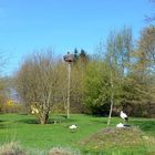 Störche im Vogelpark Marlow