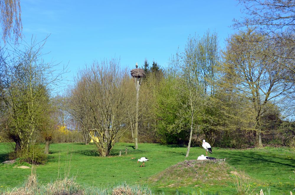 Störche im Vogelpark Marlow