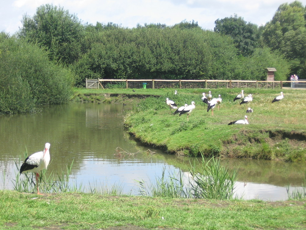 Störche im Westküstenpark