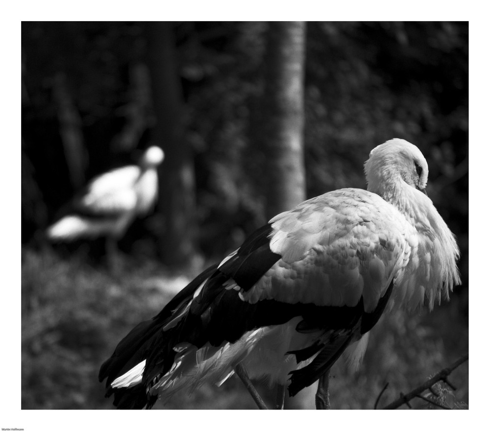 Störche im Wildpark Poing