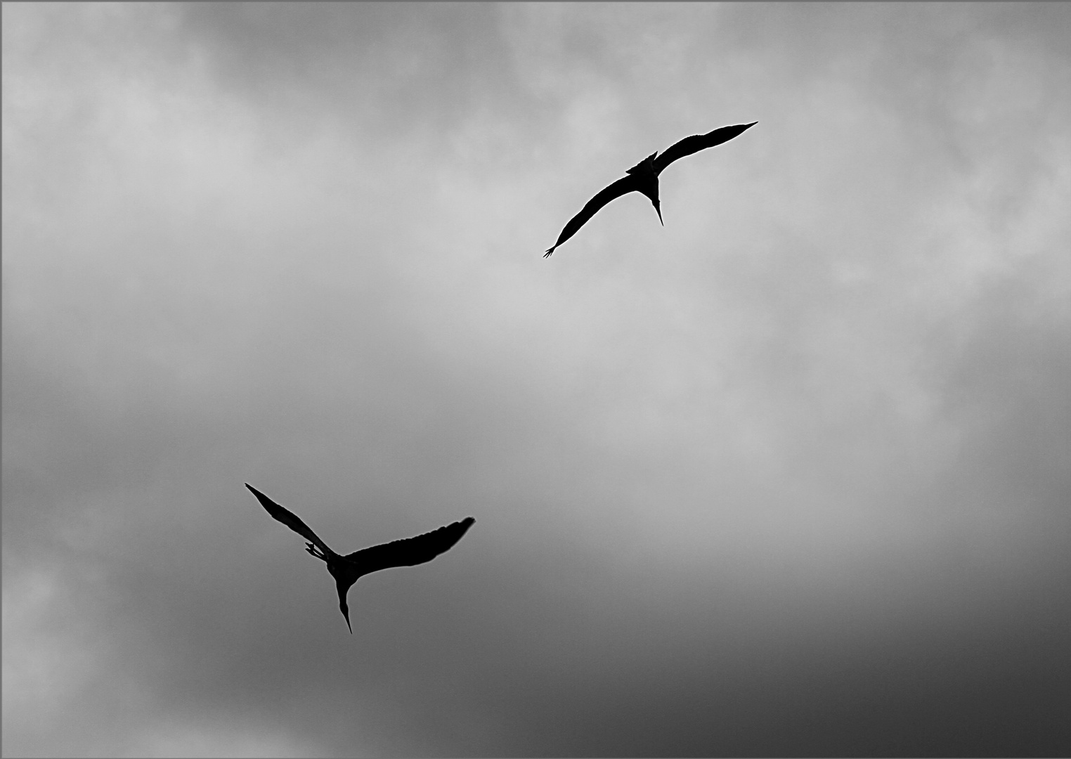 Störche im Wind