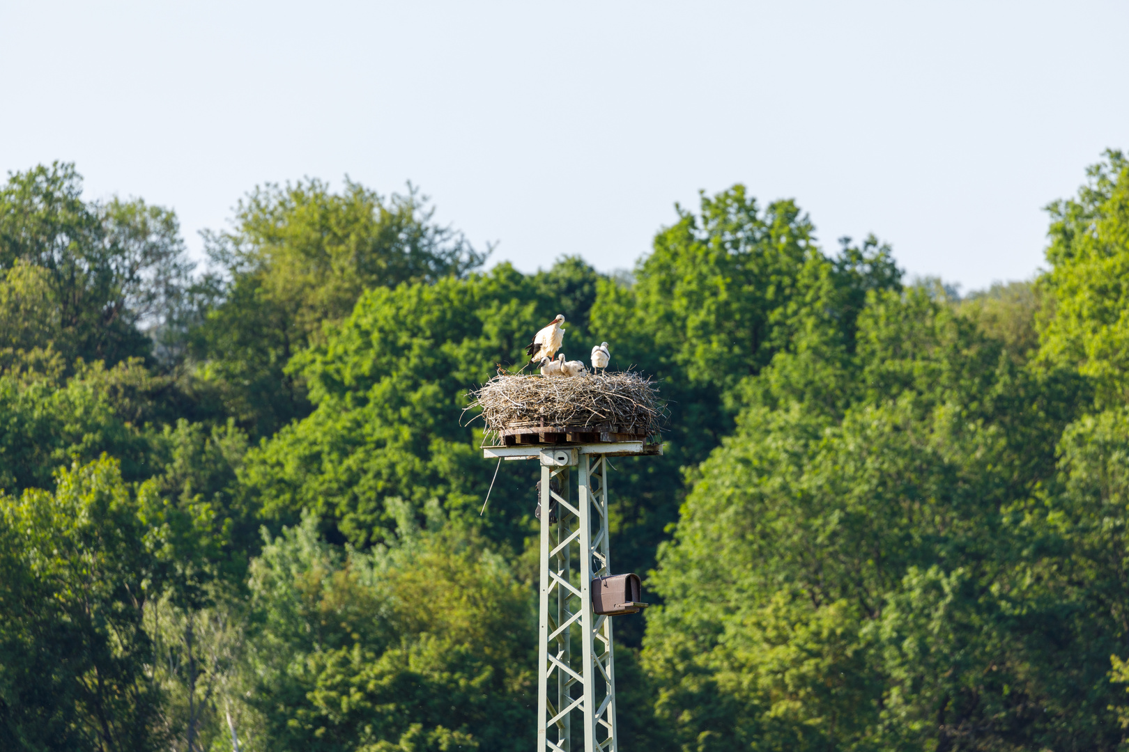 Störche in den Lahnwiesen bei Biskirchen