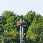 Störche in den Lahnwiesen bei Biskirchen