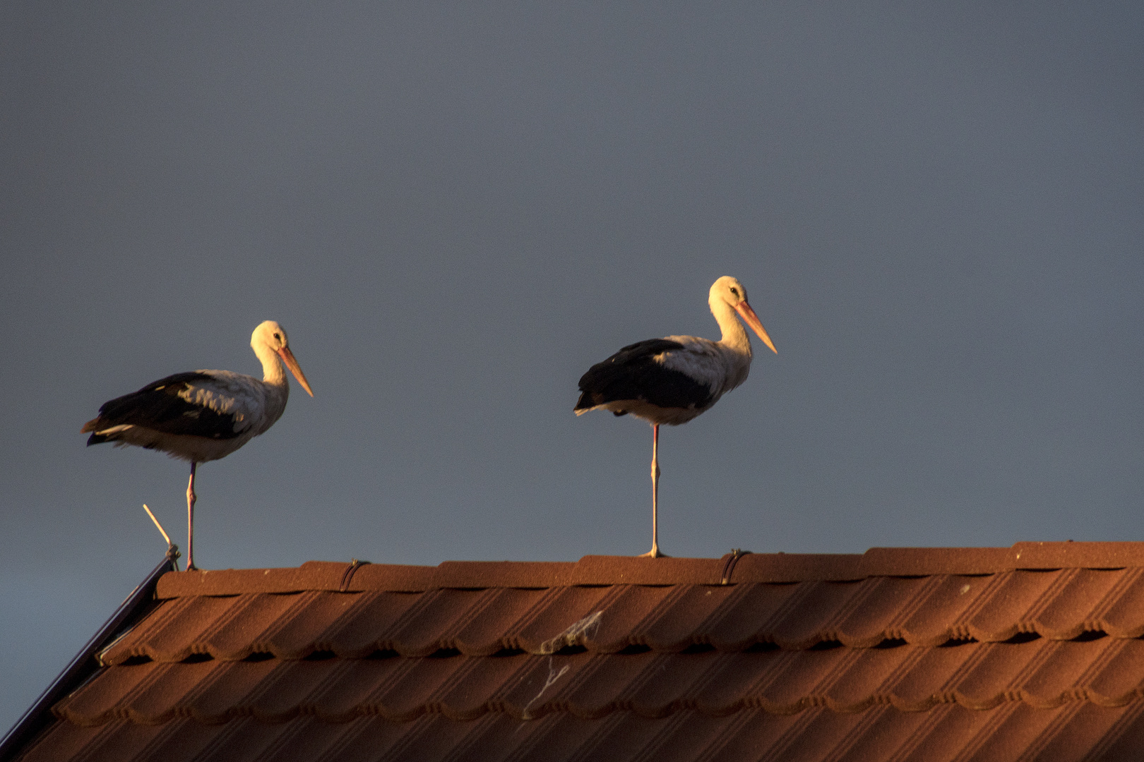 Störche in der Abendsonne