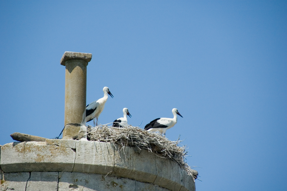 Störche in der Camargue