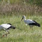 Störche in der Dingdener Heide