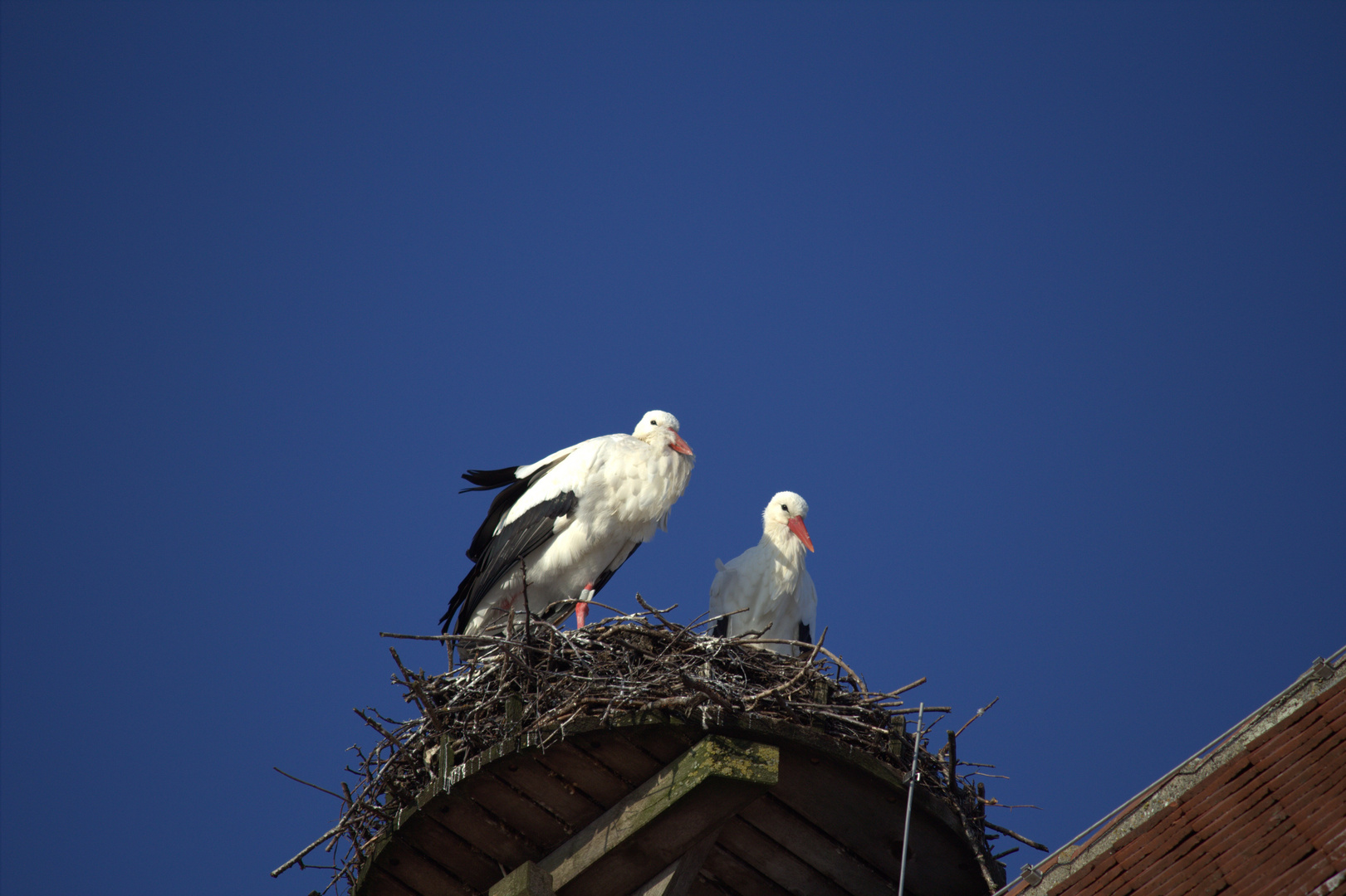 Störche in der Märzensonne, soeben eingetroffen