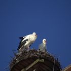 Störche in der Märzensonne, soeben eingetroffen