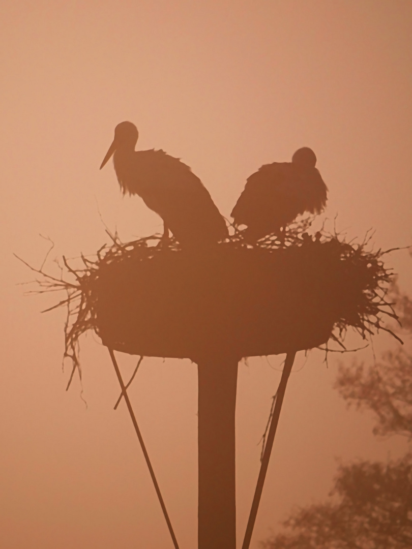 Störche in der Morgendämmerung