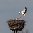 Störche in Dorsten Hervest