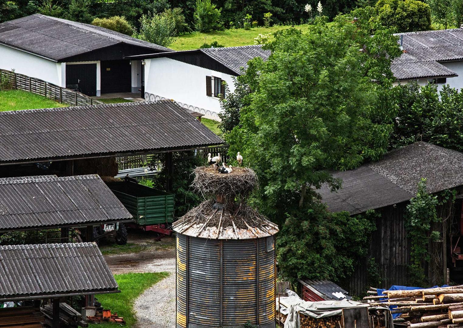 Störche in Gratwein (4)