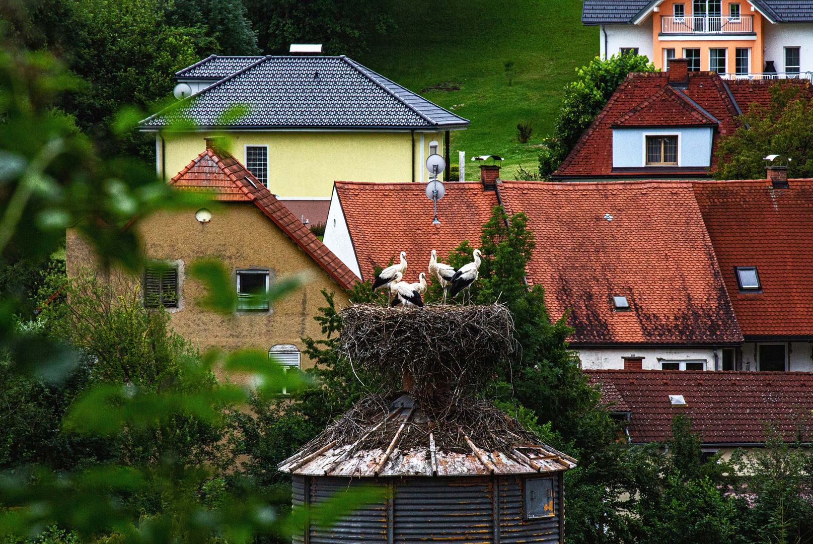 Störche in Gratwein (5)