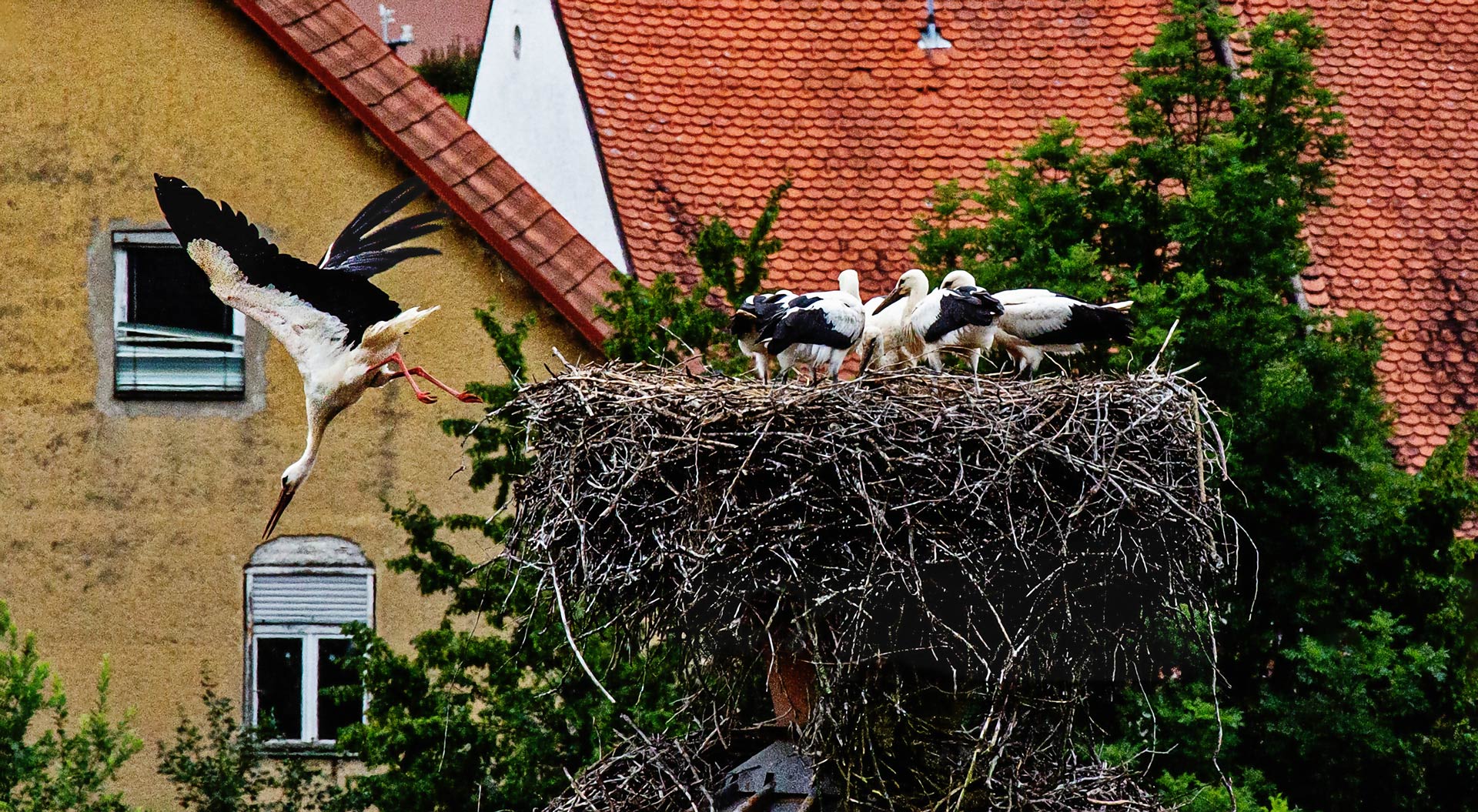 Störche in Gratwein (6)