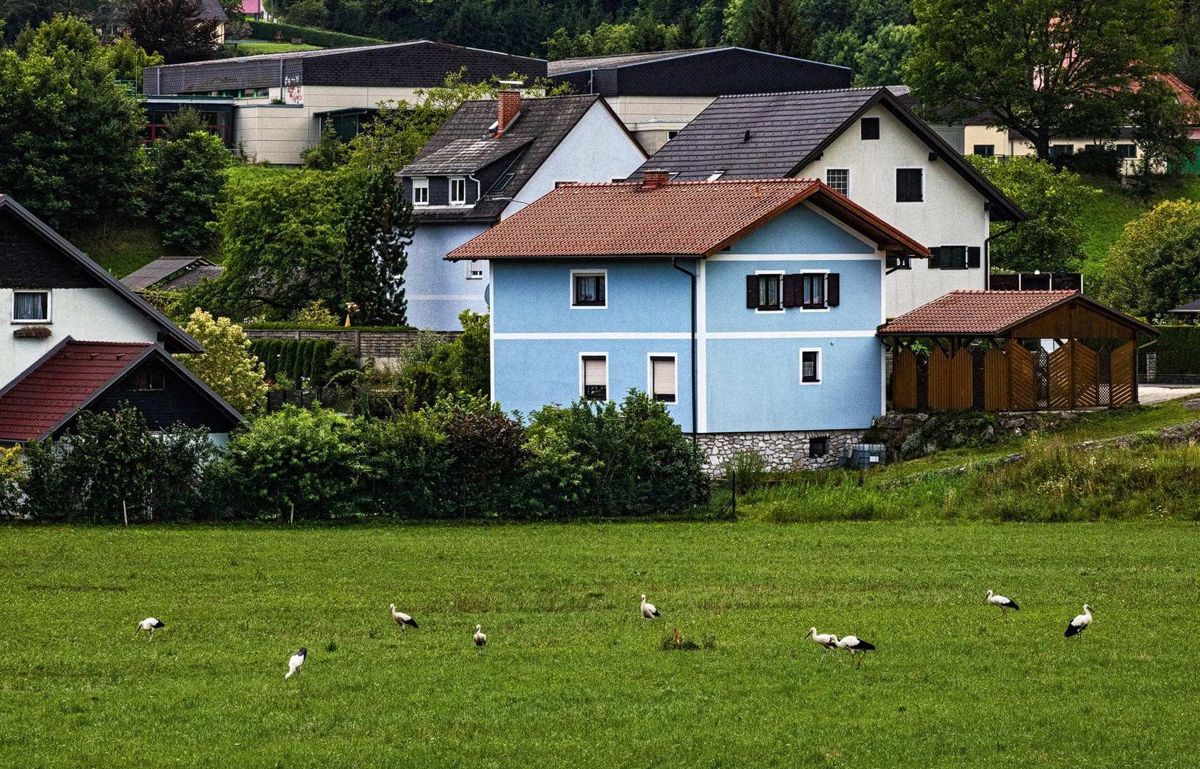 Störche in Gratwein (7)