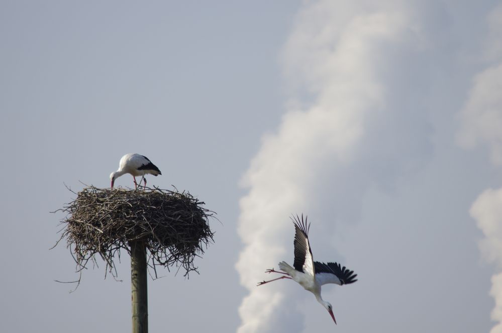 Störche in Knielingen am Rhein