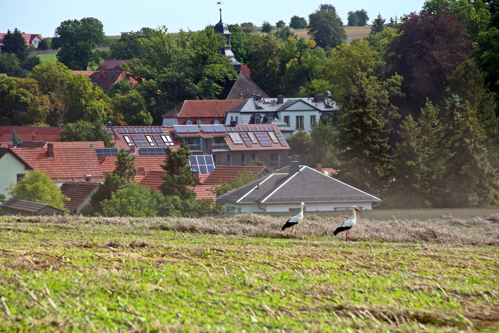 Störche in Lausnitz