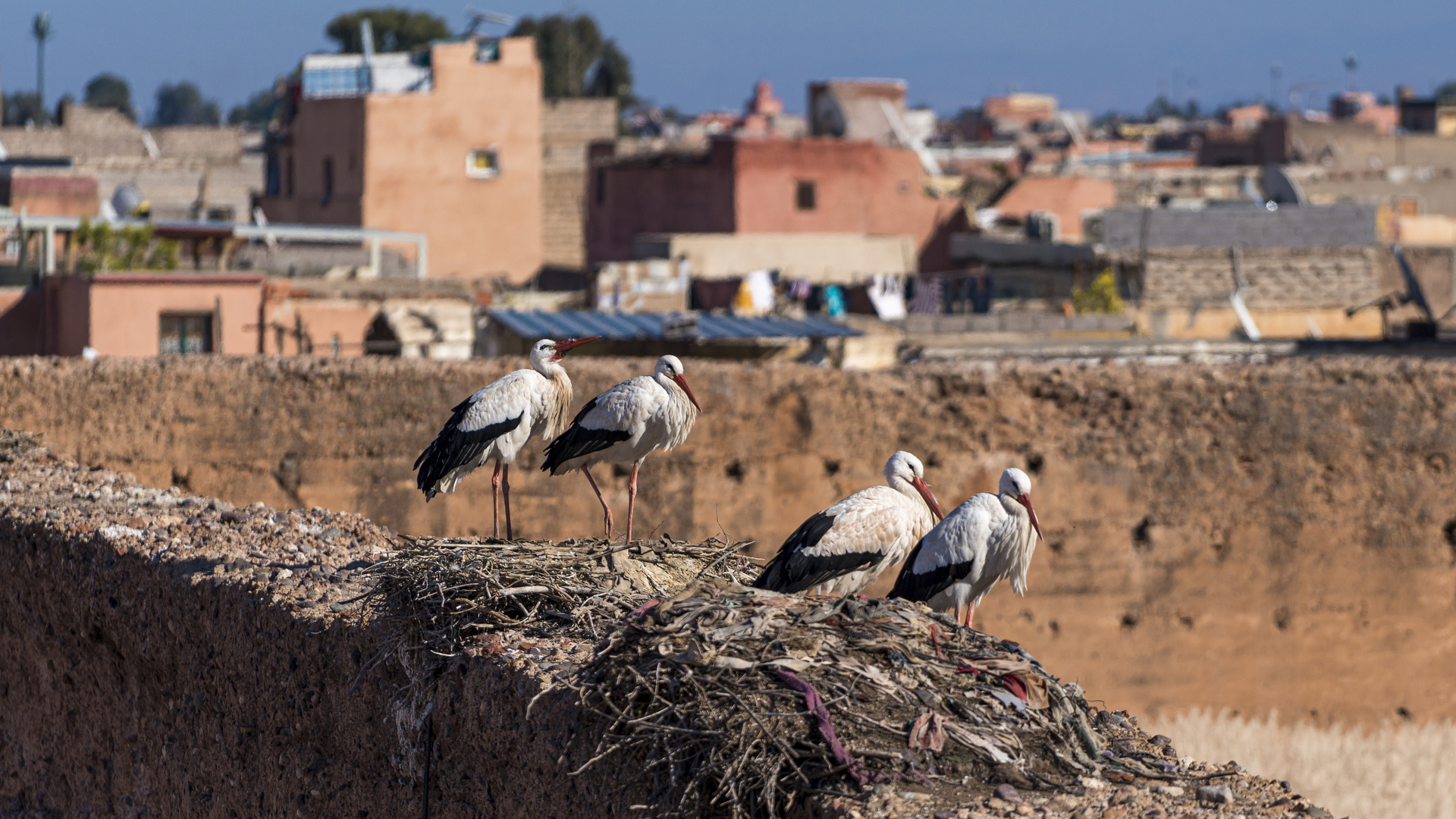 Störche in Marrakesch