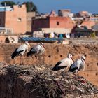 Störche in Marrakesch