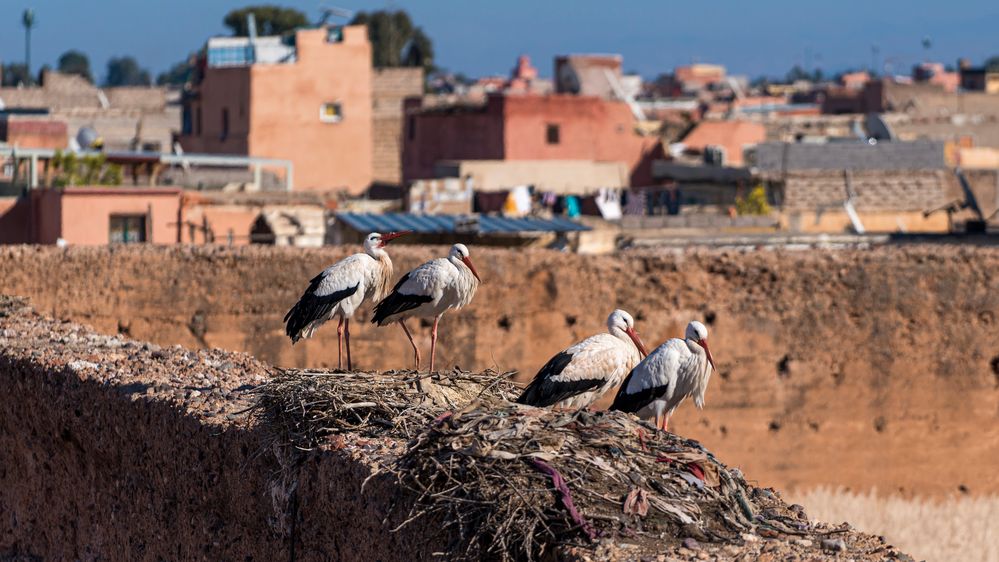 Störche in Marrakesch