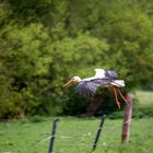 Störche in Niestetal mit Jungtieren