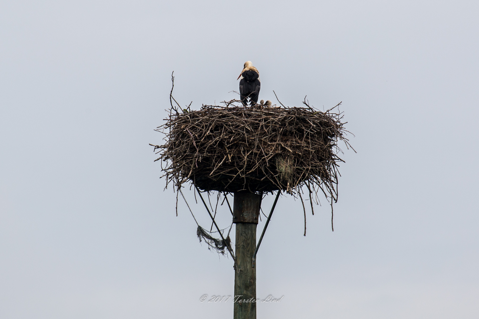 Störche in Niestetal mit Jungtieren