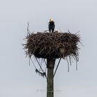 Störche in Niestetal mit Jungtieren