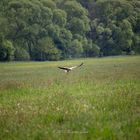 Störche in Niestetal mit Jungtieren