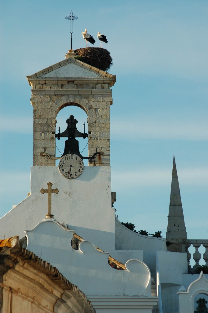 Störche in Portugal