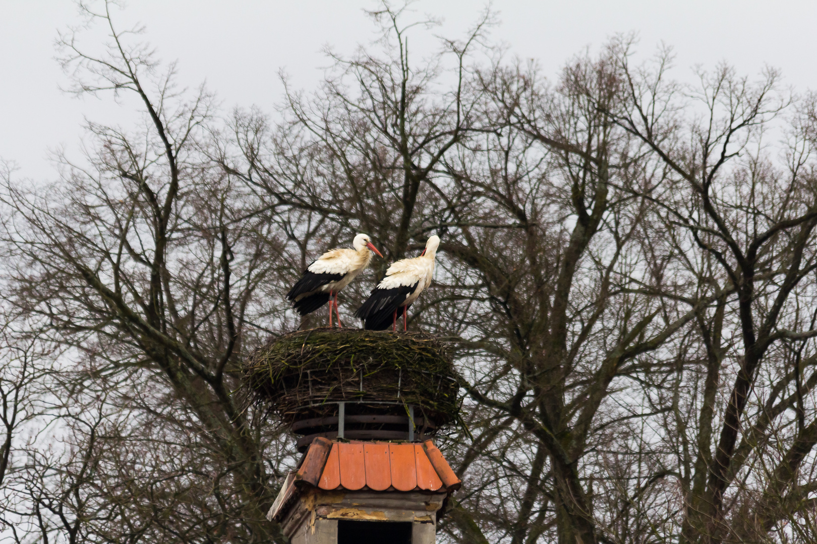 Störche in Roding