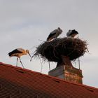 Störche in Rust am Neusiedlersee