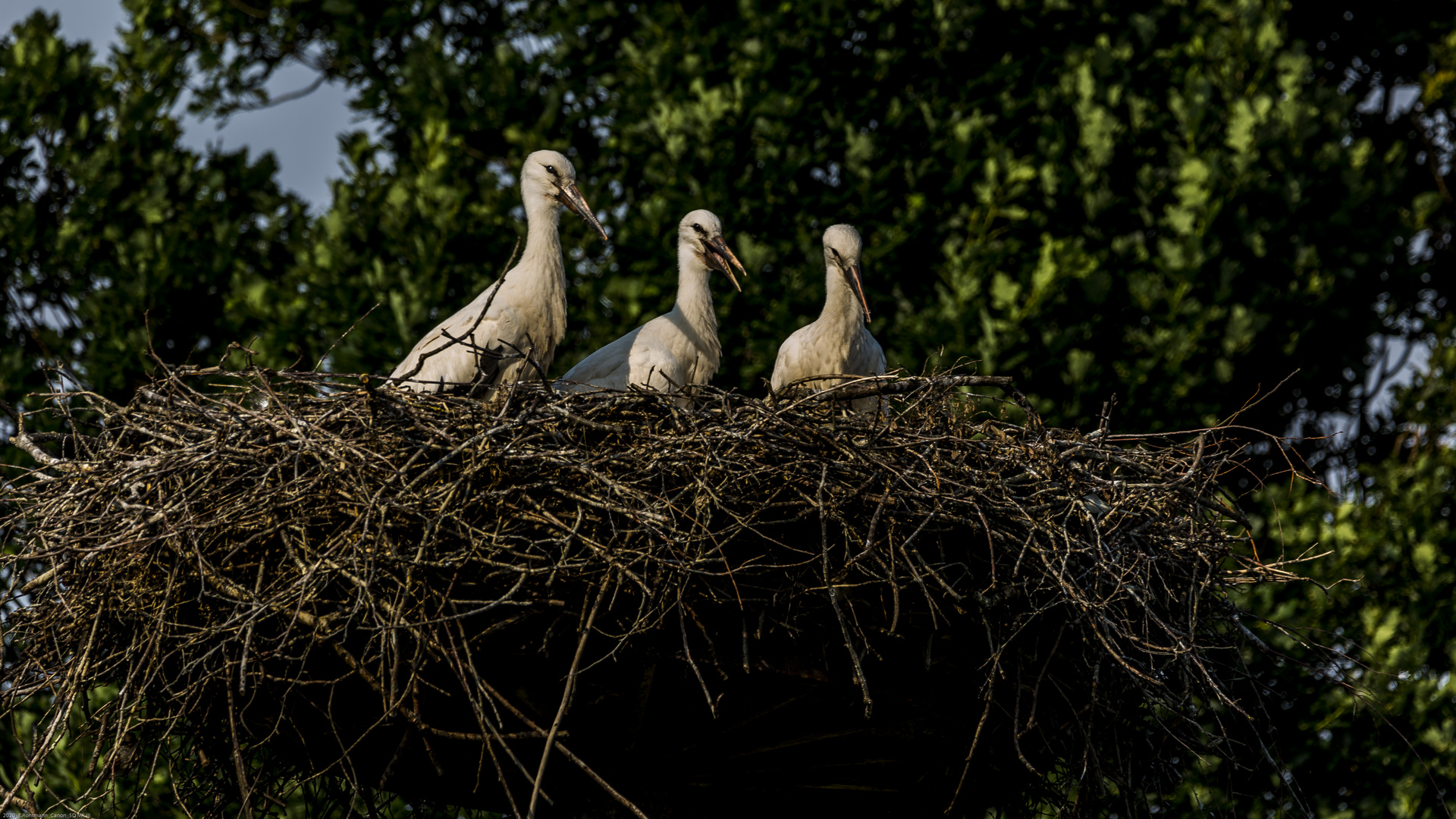 Störche (Jungtiere im Nest)