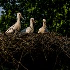 Störche (Jungtiere im Nest)