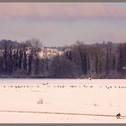 Störche + Lady in Red, Flachsee, Rottenschwil 24 2024-01-20 012 ©