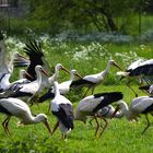 Störche - Mahlzeit auf der Wiese