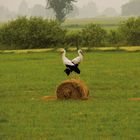 Störche morgens auf dem Weg zur Arbeit