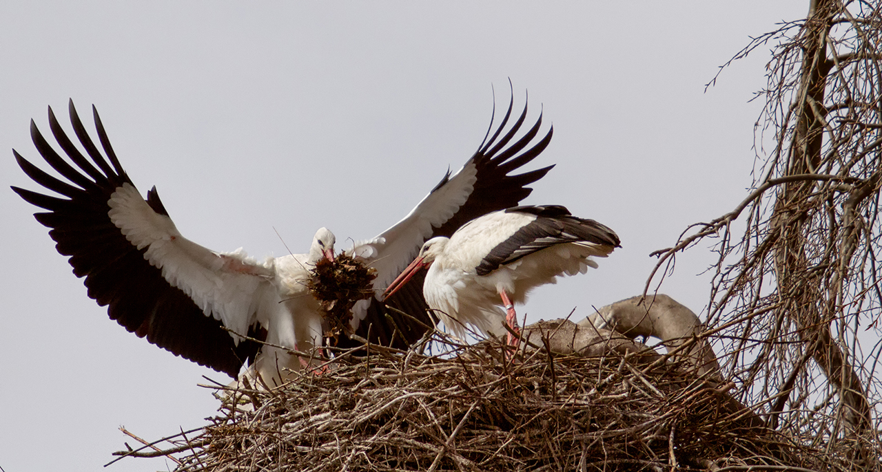 Störche reparieren ihr Nest