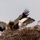 Störche reparieren ihr Nest