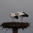 Störche  trotzen dem starken Westwind auf ihren Horsten