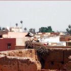 Störche über Marrakesch