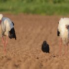 Störche und Krähen auf Nahrungssuche